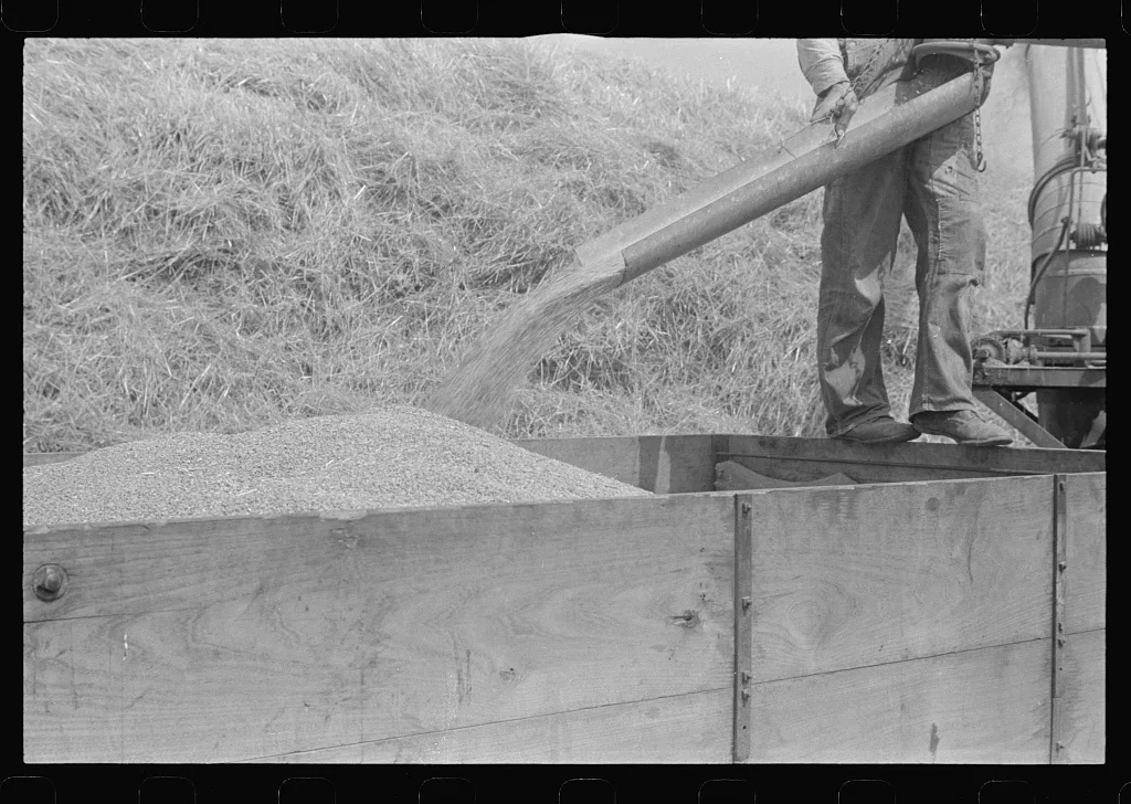 Wheat harvest in the field; the grain, central, Ohio (see general…, 1938