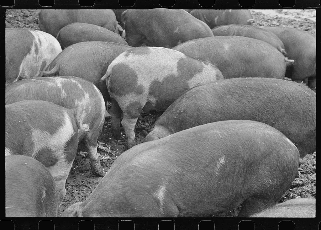 Hogs on the Thaxton farm, near Mechanicsburg, Ohio, 1938