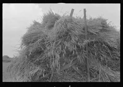 Hauling wheat to thrusher, central Ohio, 1938