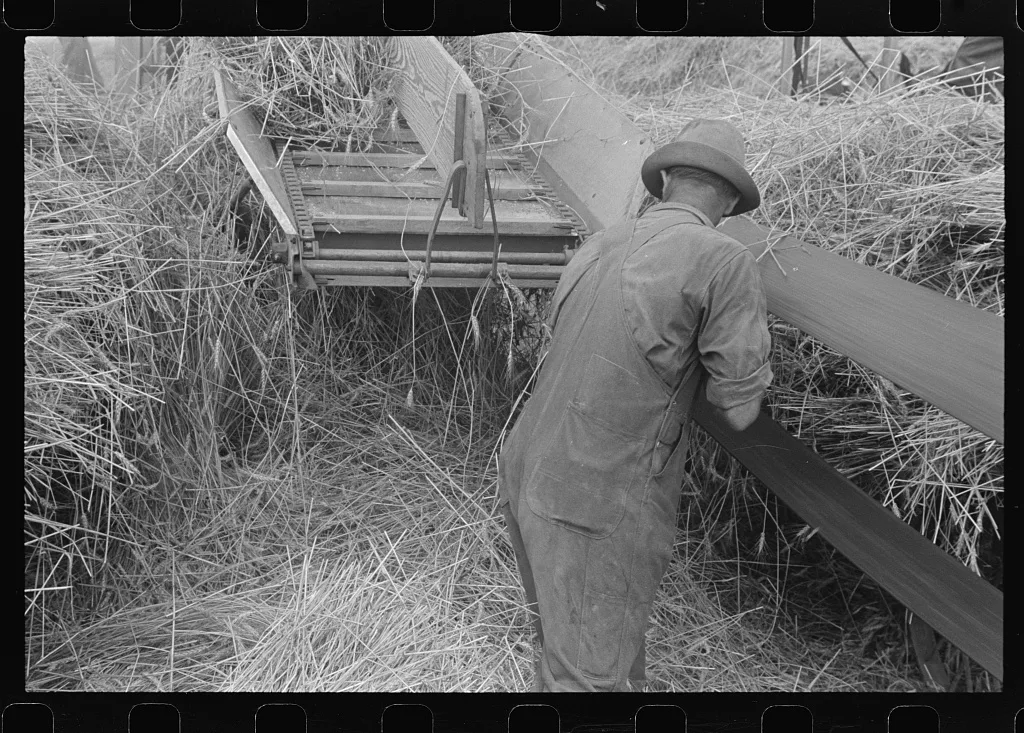 Wheat harvest in the field; feeding the thresher, central Ohio (see…, 1938