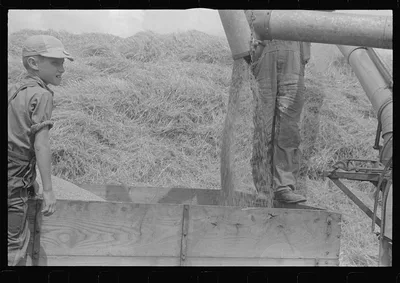 [Untitled photo, possibly related to: Wheat harvest in the field;…, Ohio, 1938