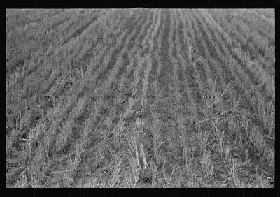 Wheat stubble, central Ohio, 1938