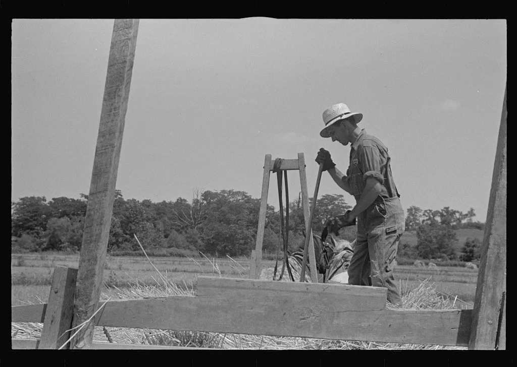 [Untitled photo, possibly related to: Tying bundles of wheat by hand,…, Ohio, 1938