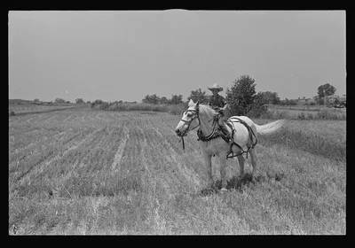 [Untitled photo, possibly related to: Wheat stubble, central Ohio], 1938