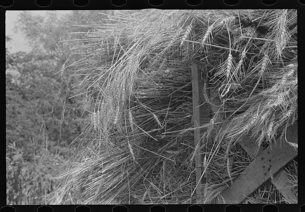 [Untitled photo, possibly related to: Tying bundles of wheat by hand,…, Ohio, 1938