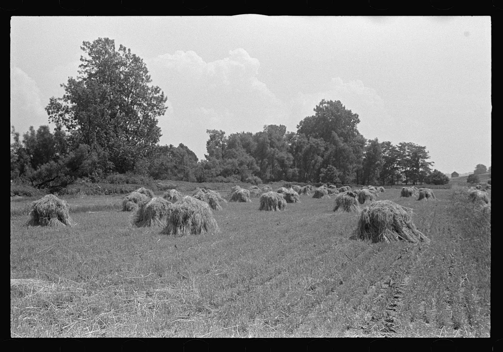 Wheat in shock, central Ohio, 1938