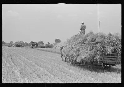 [Untitled photo, possibly related to: Tying bundles of wheat by hand,…, Ohio, 1938