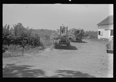[Untitled photo, possibly related to: Threshing wheat in central Ohio], 1938