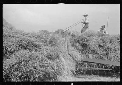 [Untitled photo, possibly related to: Threshing wheat in central Ohio], 1938