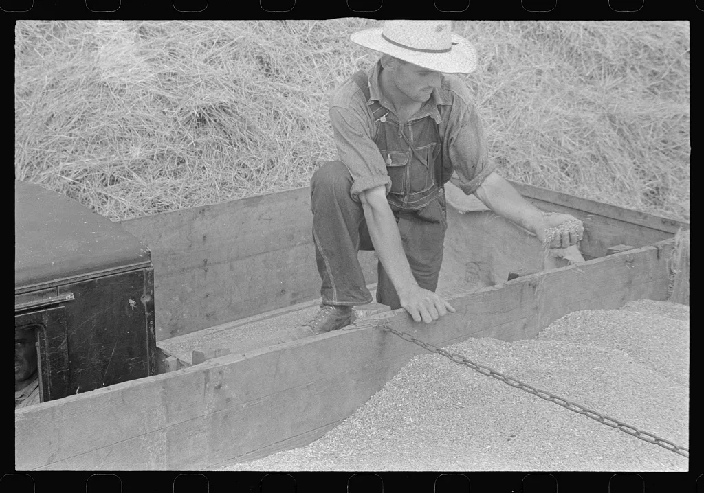 [Untitled photo, possibly related to: Threshing wheat in central Ohio], 1938