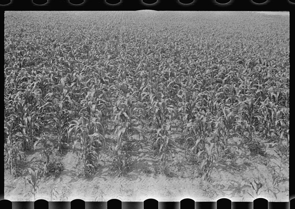 Field of young corn, central Ohio, 1938