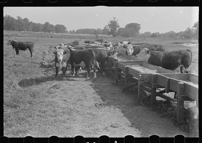 [Untitled photo, possibly related to: Rack for feeding cattle in…, Ohio, 1938