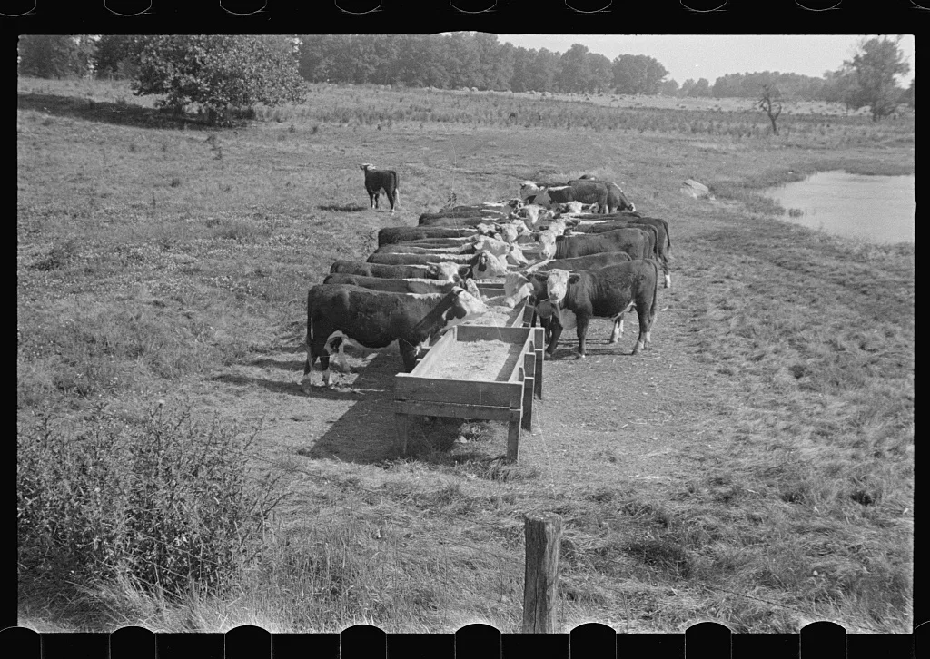 Rack for feeding cattle in central Ohio (see general caption), 1938