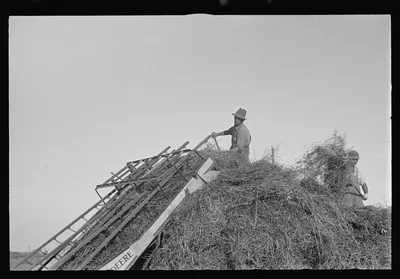 Loading hay, central Ohio, 1938