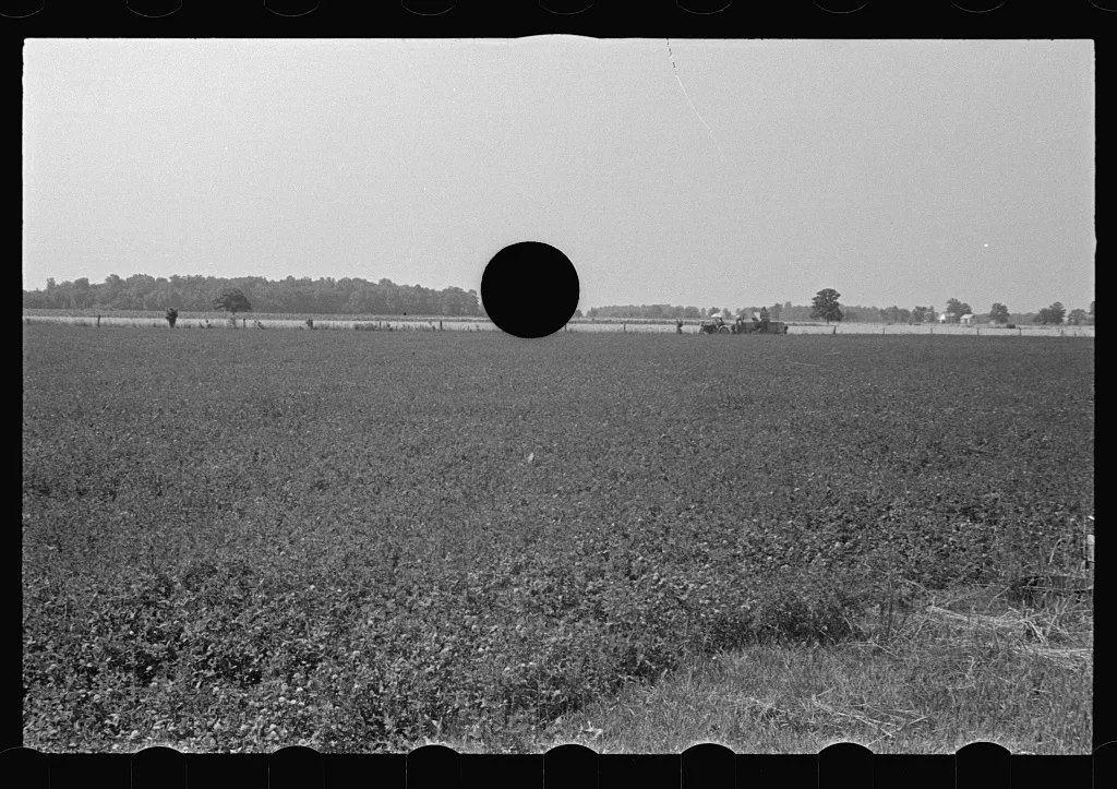 [Untitled photo, possibly related to: Field of young corn, central…, Ohio, 1938