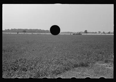 [Untitled photo, possibly related to: Field of young corn, central…, Ohio, 1938