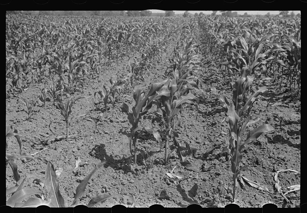 Field of young corn, central Ohio, 1938