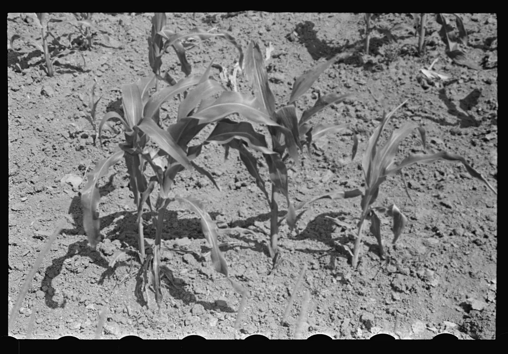 Field of young corn, central Ohio, 1938