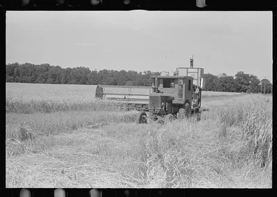 Combing wheat, central Ohio, 1938