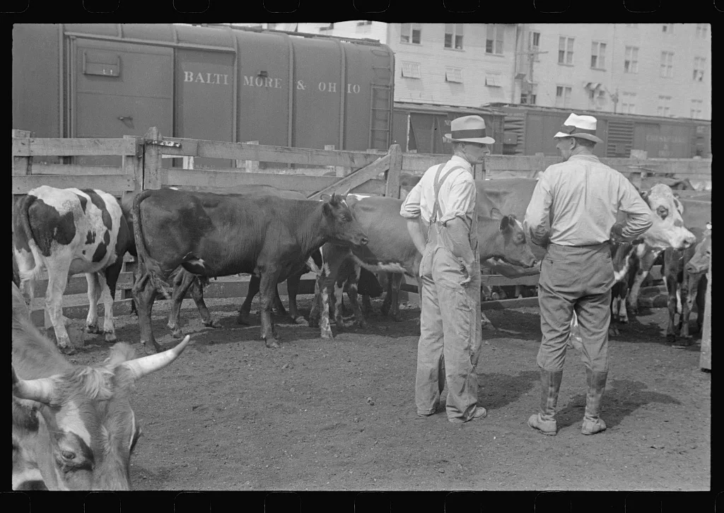 Buyers at Pickaway Livestock Cooperative Association, central Ohio, 1938