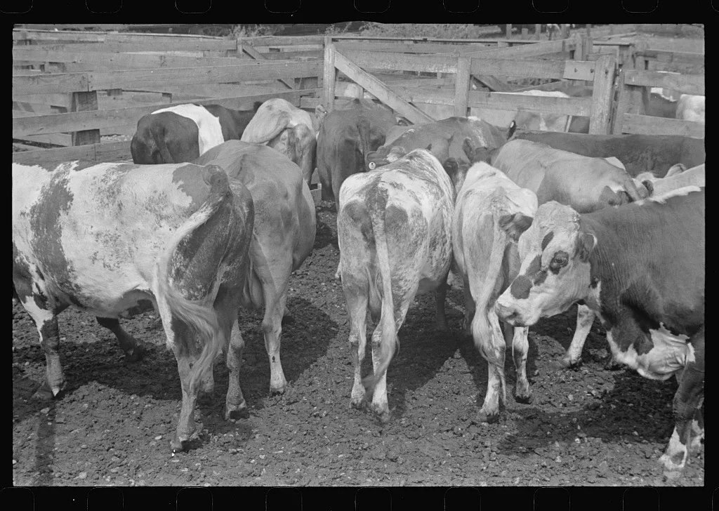 Cattle in pens. Pickaway Livestock Cooperative Association, central…, Ohio, 1938
