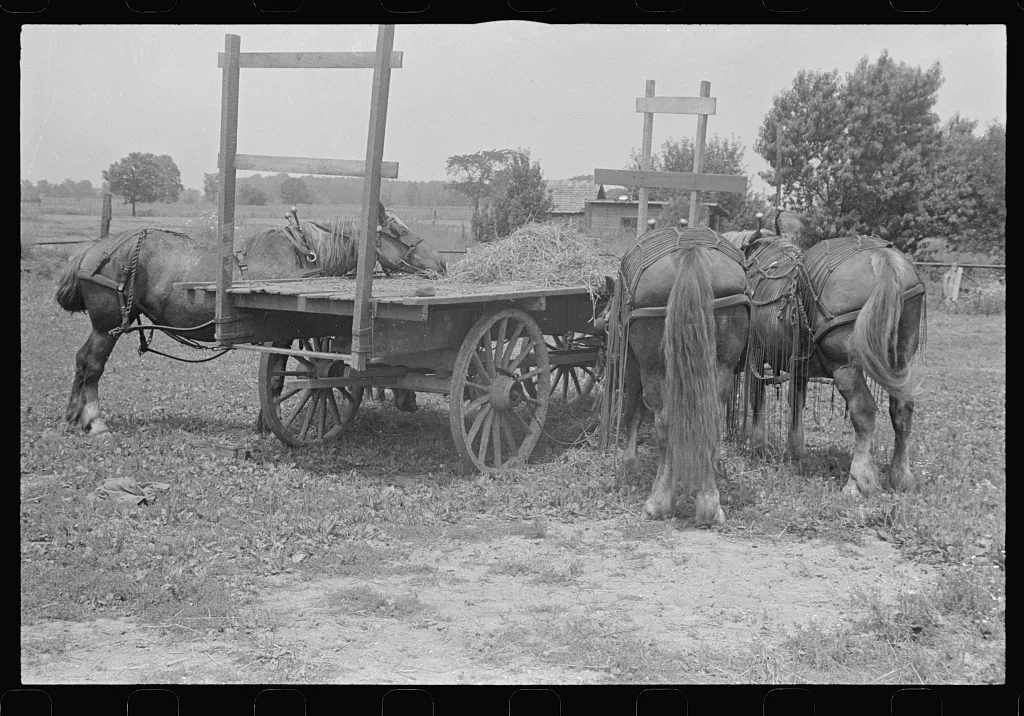 Horses on farm during wheat harvest, central Ohio, 1938