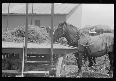 Scene in barnyard during wheat harvest, central Ohio, 1938