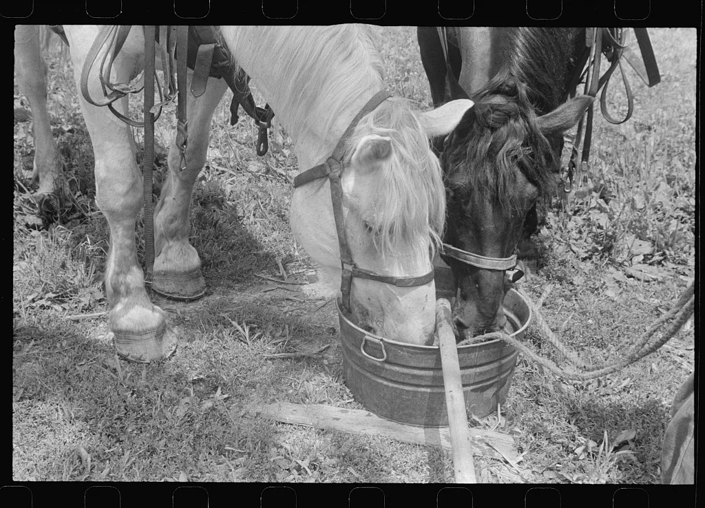 Watering horses, central Ohio, 1938
