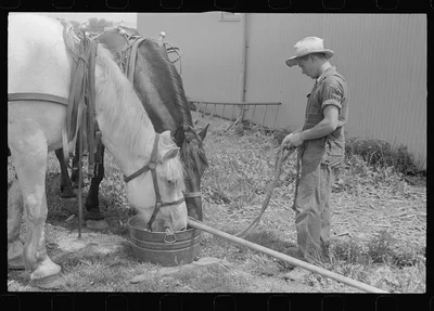 Watering horses, wheat harvest time, central Ohio, 1938