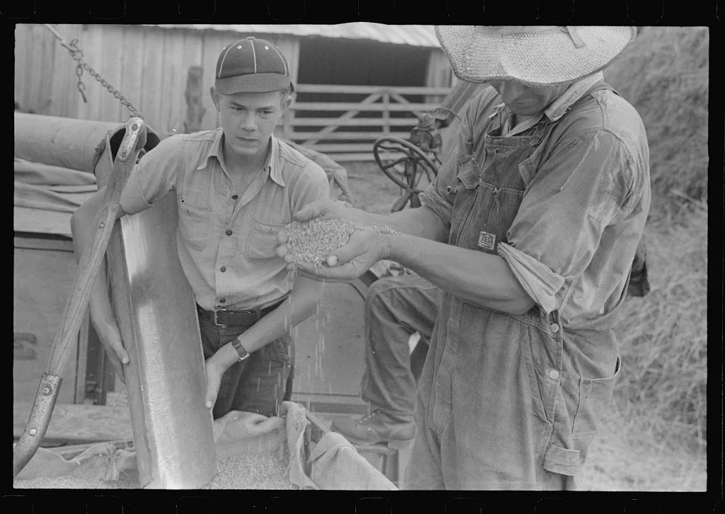 Farmer sampling wheat as it comes from separator, Central Ohio (see…, 1938