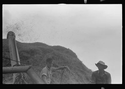 [Untitled photo, possibly related to: Farmer sampling wheat as it…, Ohio, 1938