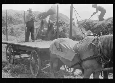 Wheat harvest. In the field feeding the thresher, central Ohio (see…, 1938