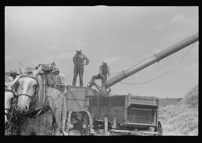 [Untitled photo, possibly related to: Wheat harvest. In the field,…, Ohio, 1938