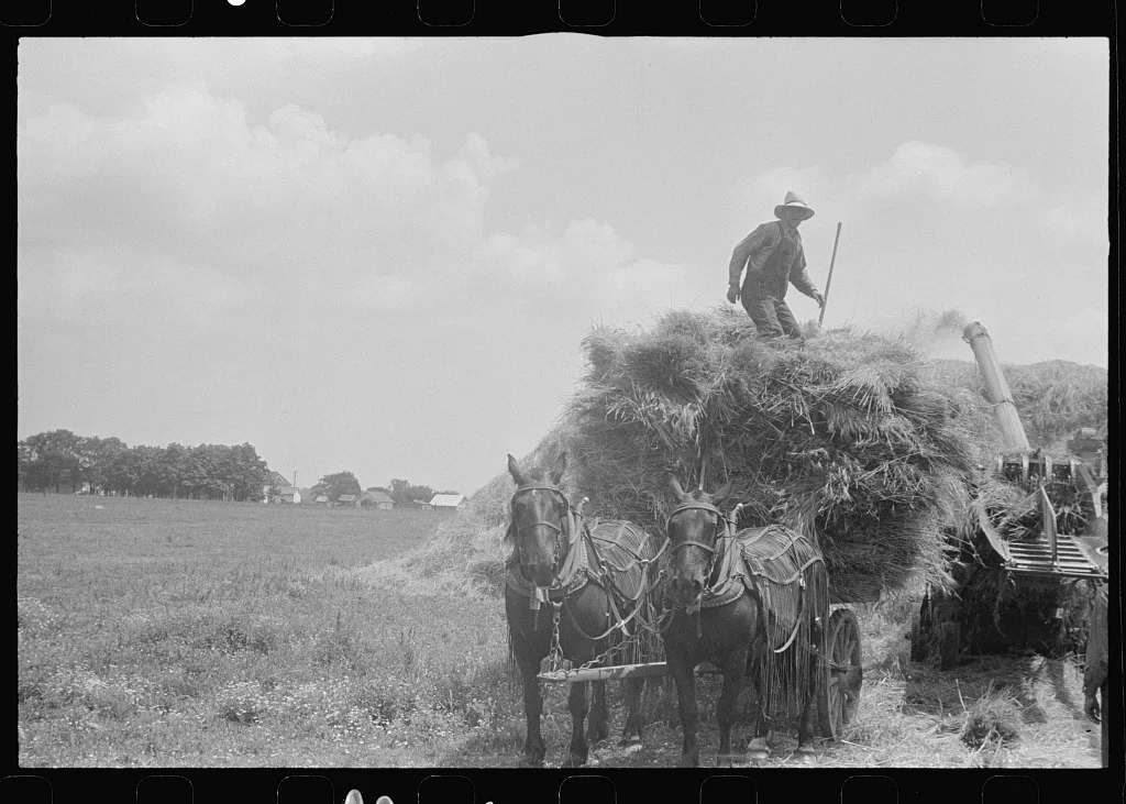 [Untitled photo, possibly related to: Wheat harvest. In the field,…, Ohio, 1938
