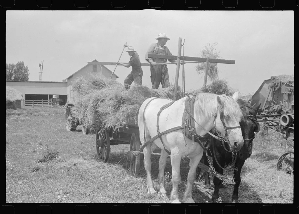 [Untitled photo, possibly related to: Wheat harvest. In the field,…, Ohio, 1938