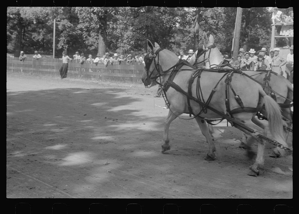 [Untitled photo, possibly related to: Weight-pulling contest, county…, Ohio, 1938