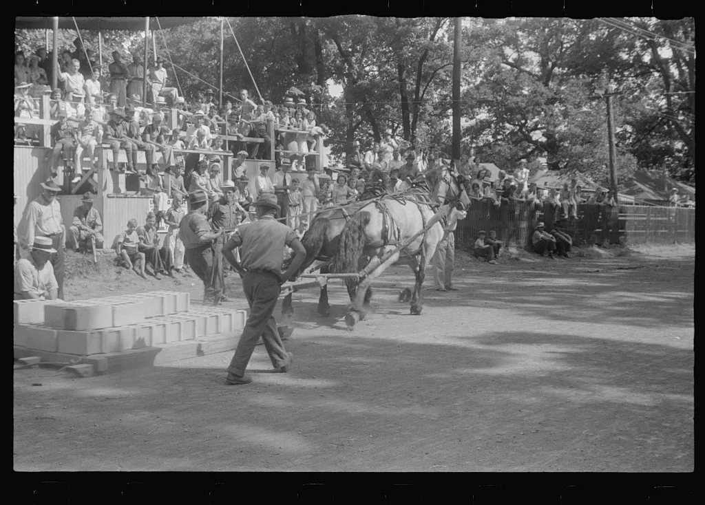 Weight-pulling contest, county fair in central Ohio, 1938