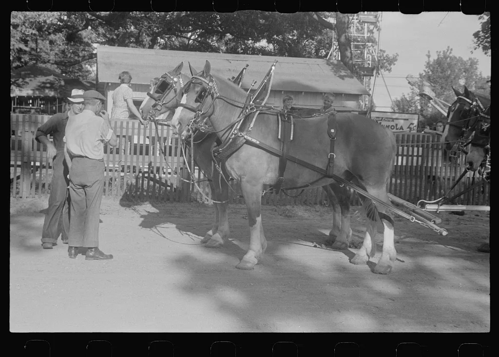 [Untitled photo, possibly related to: Dairy show horses at county…, Ohio, 1938