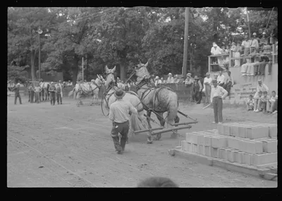 Livestock display, county fair, central Ohio, 1938