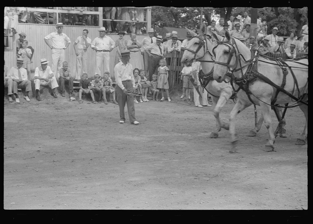 [Untitled photo, possibly related to: Livestock display, county fair,…, Ohio, 1938