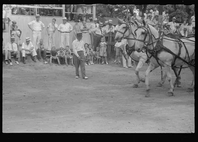 [Untitled photo, possibly related to: Livestock display, county fair,…, Ohio, 1938