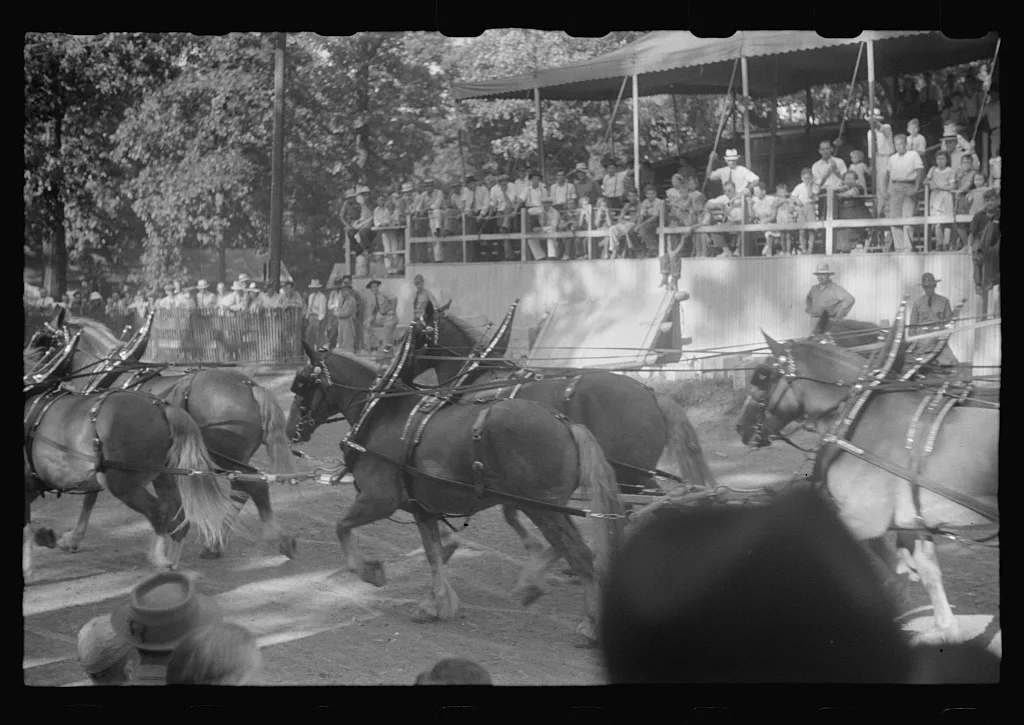[Untitled photo, possibly related to: Dairy show horses at county…, Ohio, 1938