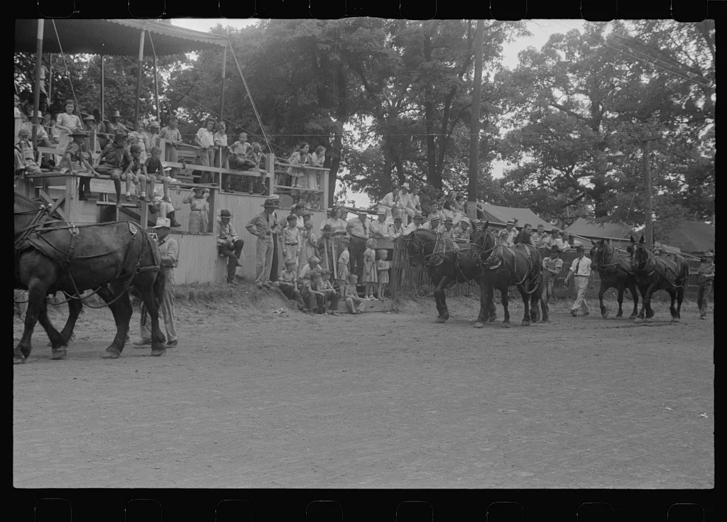 [Untitled photo, possibly related to: Livestock display, county fair,…, Ohio, 1938