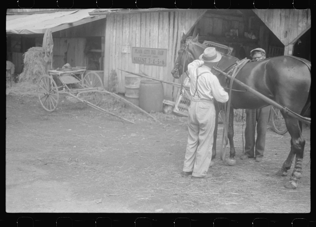 Harnessing horse at county fair in central Ohio, 1938