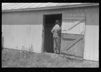 Sizing up hay in hayloft, public auction, central Ohio, 1938