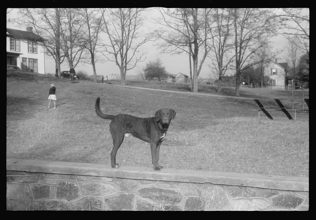 [Untitled photo, possibly related to: Scenes of the northern…, Virginia, 1941