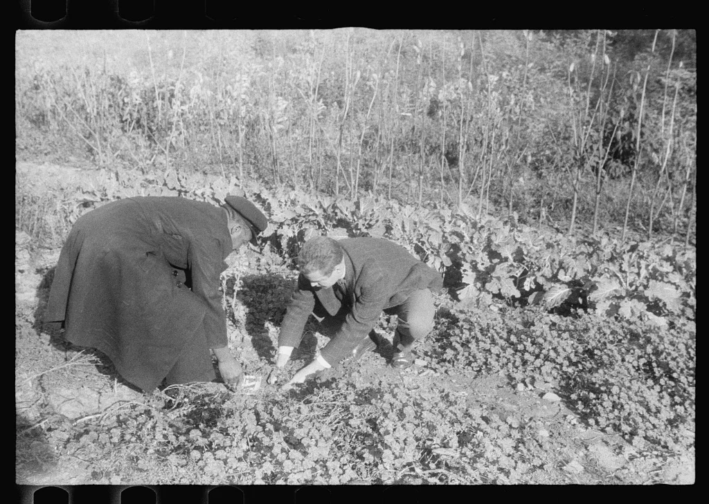 Scenes of the northern Shenandoah Valley, including the Resettlement…, Virginia, 1941