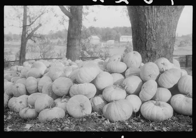 Scenes of the northern Shenandoah Valley, including the Resettlement…, Virginia, 1941
