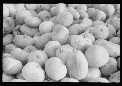 Scenes of the northern Shenandoah Valley, including the Resettlement…, Virginia, 1941