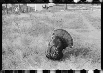 Scenes of the northern Shenandoah Valley, including the Resettlement…, Virginia, 1941